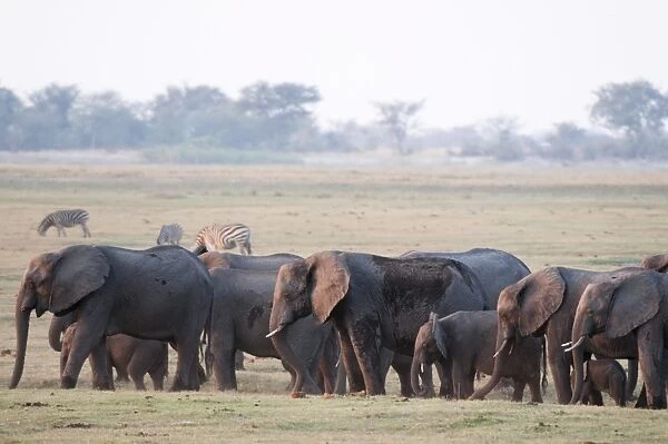 Elephants (Loxodonta africana), Chobe National Park, Botswana, Africa