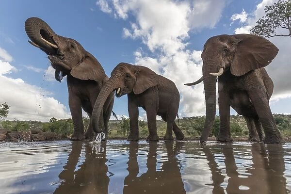 Elephants (Loxodonta africana) drinking, Zimanga Private Game Reserve, KwaZulu-Natal