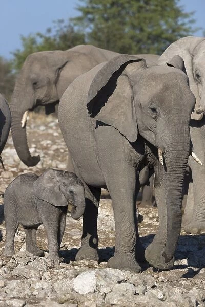 Elephants (Loxodonta africana), Etosha National Park, Namibia, Africa