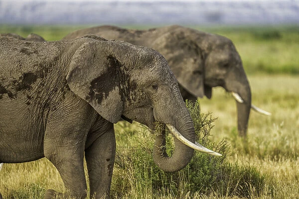 Elephants (Loxodonta africana) feeding, in Amboseli National Park, Kenya, East Africa