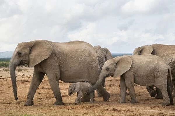 Elephants (Loxodonta africana), herd with newborn calf, Addo Elephant National Park, South Africa, Africa