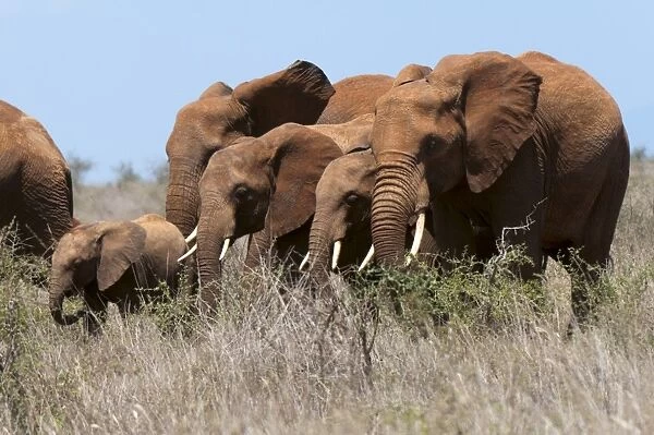 Elephants (Loxodonta africana), Lualenyi Game Reserve, Kenya, East Africa, Africa