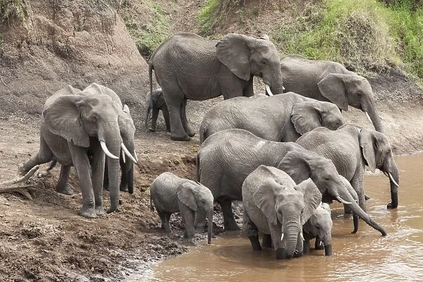 Elephants (Loxodonta africana) at Mara River, Masai Mara National Reserve, Kenya, East Africa, Africa