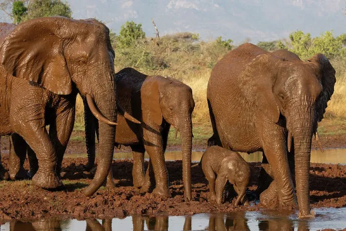 Framed Print : Elephants (Loxodonta africana) at mud wallow, Zimanga private game reserve, South Africa, Africa Framed Print : Elephants (Loxodonta africana) at mud wallow, Zimanga private game reserve, South Africa, Africa