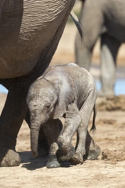 Elephants (Loxodonta africana) new-born, Addo Elephant National Park, South Africa, Africa