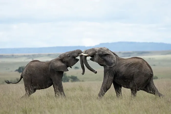 Framed Print : Elephants (Loxodonta africana) sparring, Masai Mara, Kenya, East Africa, Africa