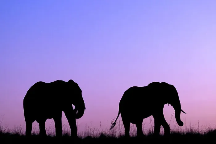 Framed Print : Elephants (Loxodonta africana) at sunset, Chobe National Park, Botswana, Africa Framed Print : Elephants (Loxodonta africana) at sunset, Chobe National Park, Botswana, Africa