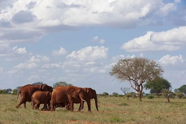 Elephants (Loxodonta africana), Tsavo East National Park, Kenya, East Africa, Africa