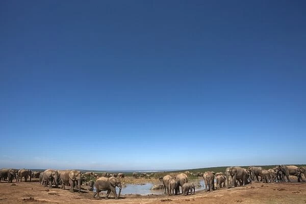 Elephants (Loxodonta africana) at water, Addo Elephant National Park, South Africa, Africa