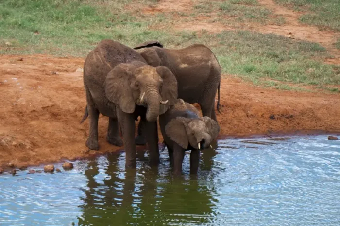Framed Print : Elephants (Loxodonta africana) at water hole, Tsavo East National Park Framed Print : Elephants (Loxodonta africana) at water hole, Tsavo East National Park