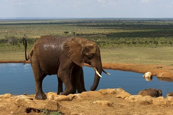 Elephants (Loxodonta africana) at water hole, Tsavo East National Park