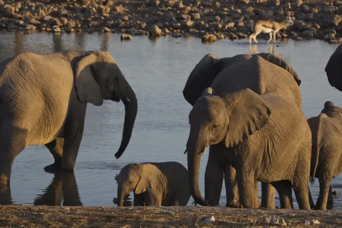 Framed Print : Elephants (Loxodonta africana) at a waterhole, Okaukuejo, Etosha National Park Framed Print : Elephants (Loxodonta africana) at a waterhole, Okaukuejo, Etosha National Park