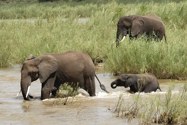 Elephants in Oliphants River, Kruger National Park, South Africa, Africa
