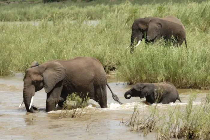 Framed Print : Elephants in Oliphants River, Kruger National Park, South Africa, Africa Framed Print : Elephants in Oliphants River, Kruger National Park, South Africa, Africa