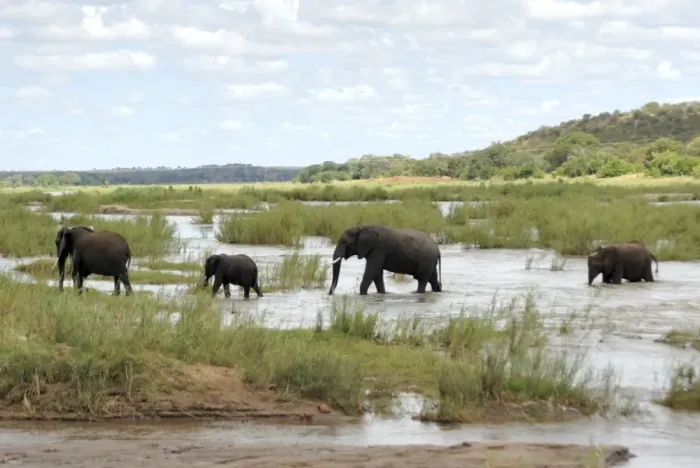 Framed Print : Elephants in Oliphants River, Kruger National Park, South Africa, Africa Framed Print : Elephants in Oliphants River, Kruger National Park, South Africa, Africa