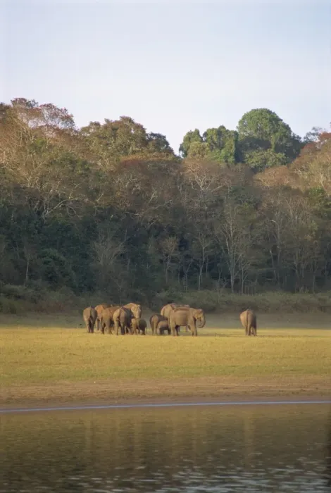 Framed Print : Elephants at the Periyar Wildlife Sanctuary Framed Print : Elephants at the Periyar Wildlife Sanctuary