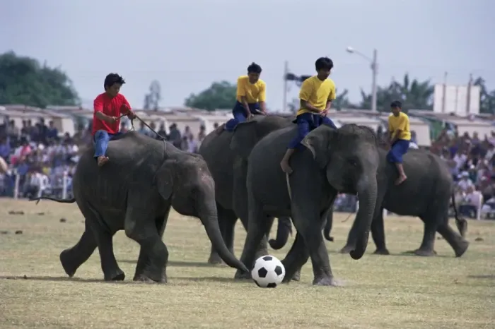 Framed Print : Elephants playing football Framed Print : Elephants playing football