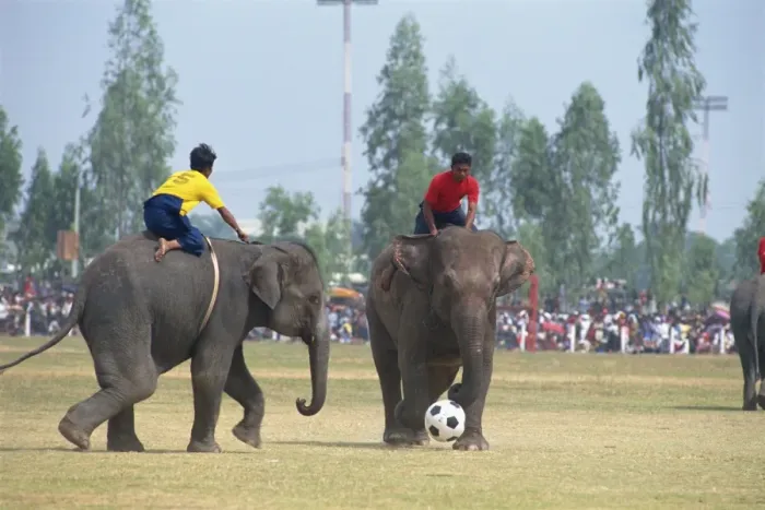 Framed Print : Elephants and riders playing football during the November Framed Print : Elephants and riders playing football during the November