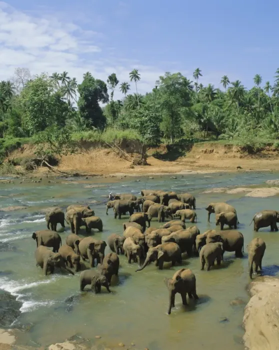 Framed Print : Elephants in the river Framed Print : Elephants in the river