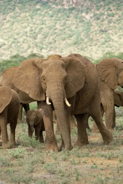 Framed Print : Elephants, Samburu National Reserve Framed Print : Elephants, Samburu National Reserve