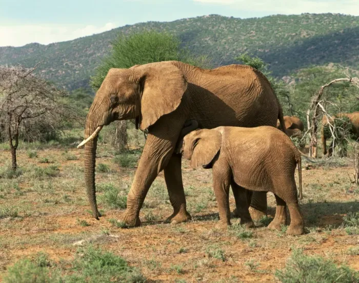 Framed Print : Elephants, Samburu National Reserve