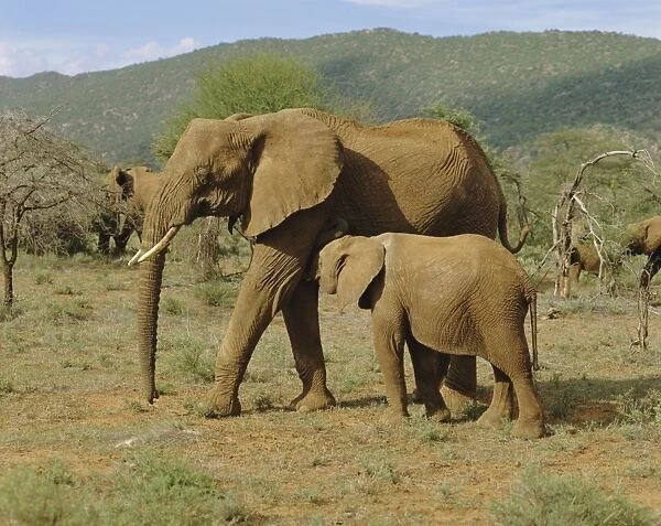 Elephants, Samburu National Reserve