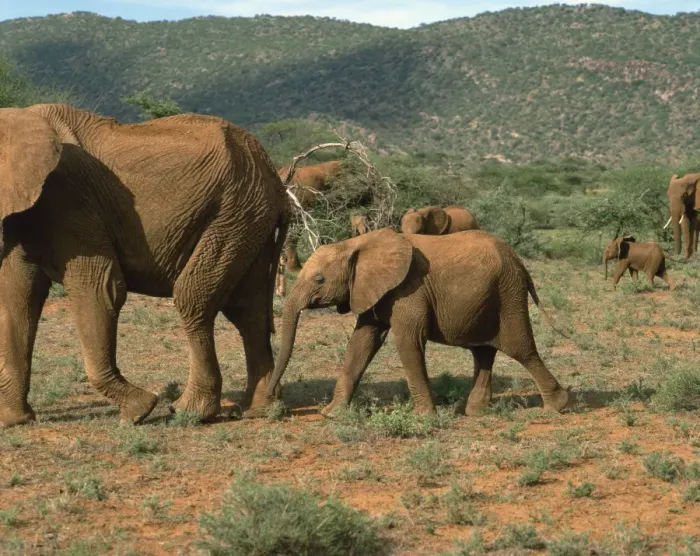 Framed Print : Elephants, Samburu National Reserve Framed Print : Elephants, Samburu National Reserve