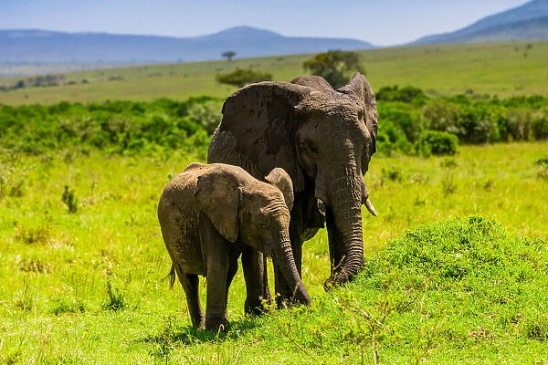 Elephants seen on a Safari in the Msai Mara National Reserve, Kenya, East Africa, Africa