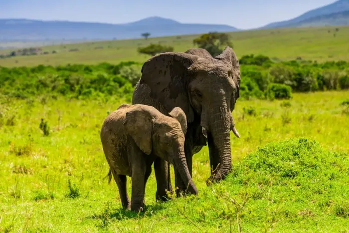 Framed Print : Elephants seen on a Safari in the Msai Mara National Reserve, Kenya, East Africa, Africa Framed Print : Elephants seen on a Safari in the Msai Mara National Reserve, Kenya, East Africa, Africa