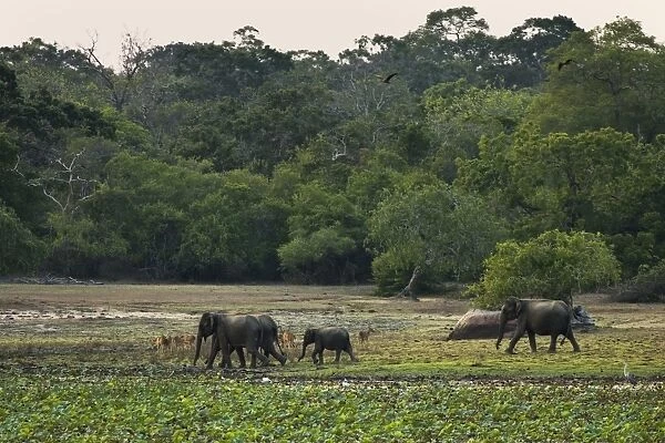 Elephants and spotted deer at twilight in Kumana National Park, formerly Yala East, Kumana, Eastern Province, Sri Lanka, Asia
