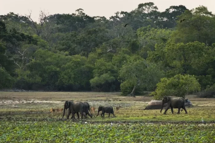 Framed Print : Elephants and spotted deer at twilight in Kumana National Park, formerly Yala East, Kumana, Eastern Province, Sri Lanka, Asia Framed Print : Elephants and spotted deer at twilight in Kumana National Park, formerly Yala East, Kumana, Eastern Province, Sri Lanka, Asia