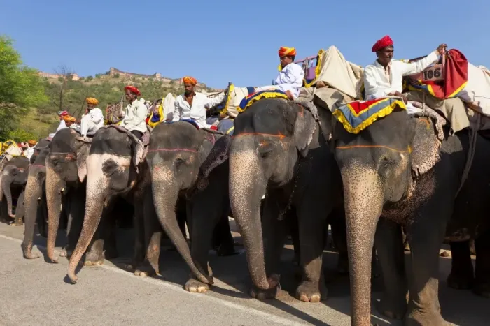 Framed Print : Elephants waiting to carry tourists at Amber Fort near Jaipur, Rajasthan, India, Asia Framed Print : Elephants waiting to carry tourists at Amber Fort near Jaipur, Rajasthan, India, Asia