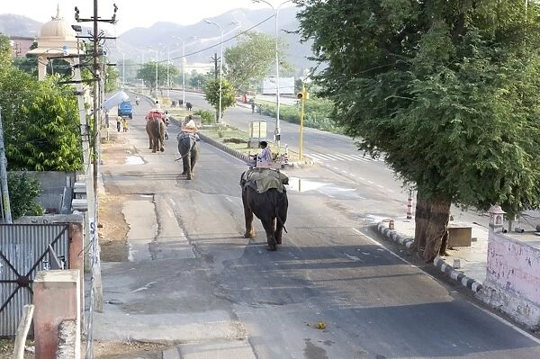 Elephants walking to work in early morning from Jaipur to the Amber Palace