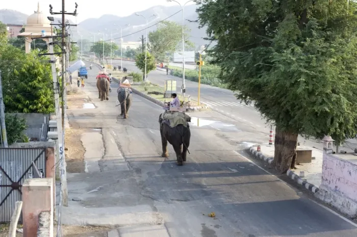 Framed Print : Elephants walking to work in early morning from Jaipur to the Amber Palace