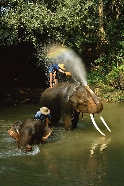 Elephants being washed in the river near Chiang Mai