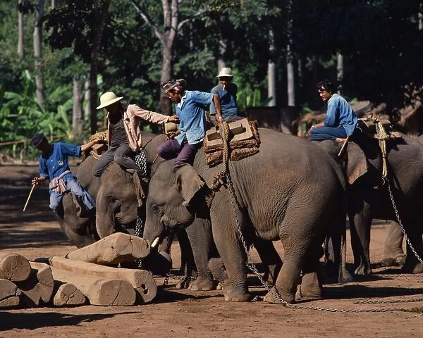 Elephants at work moving logs at Chiang Mai