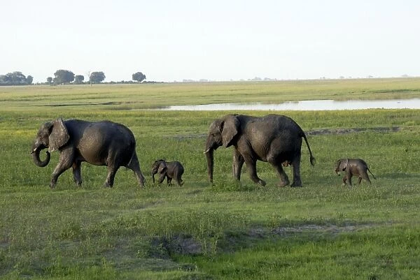Elephants and their young, Chobe National Park, Botswana, Africa
