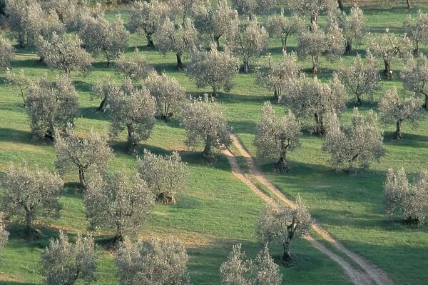 Elevated view over olive trees in olive grove