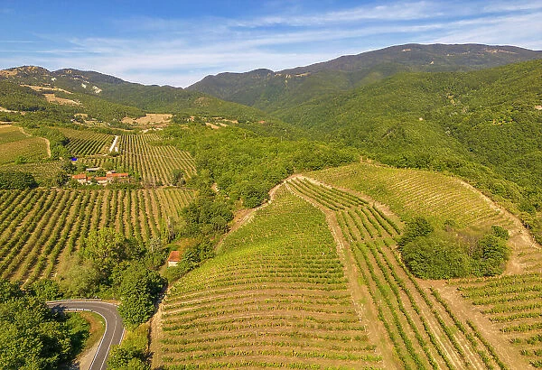Elevated view of vineyards near Borello, Emilia Romagna, Italy, Europe