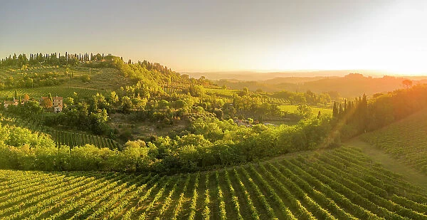 Elevated view of vineyards near San Gimignano at sunrise, San Gimignano, Tuscany, Italy, Europe