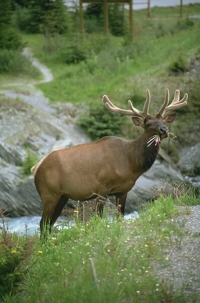 Elk, Canada, North America