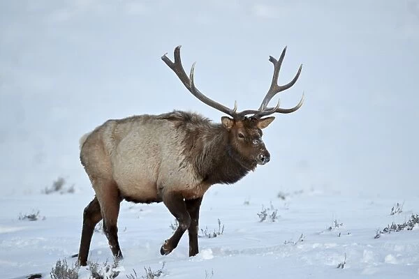 Elk (Cervus canadensis) bull in the snow in winter, Yellowstone National Park, Wyoming