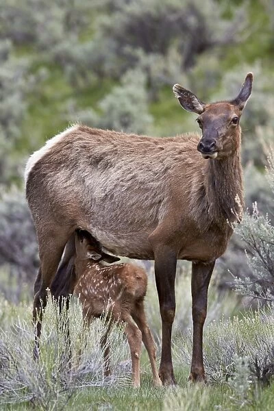 Elk (Cervus canadensis) calf nursing, Yellowstone National Park, Wyoming, United States of America, North America