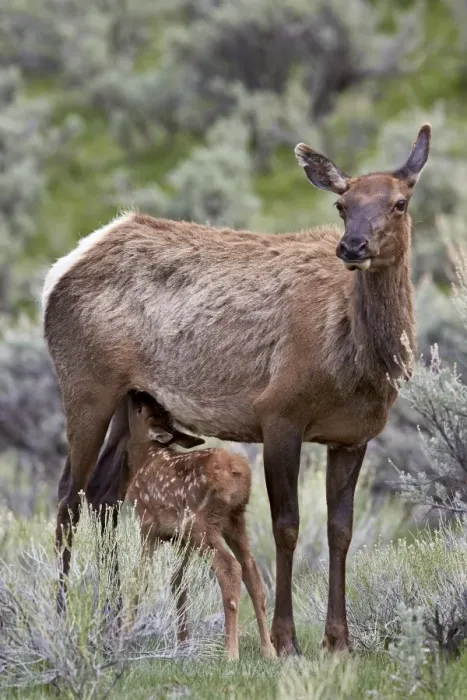 Framed Print : Elk (Cervus canadensis) calf nursing, Yellowstone National Park, Wyoming, United States of America, North America Framed Print : Elk (Cervus canadensis) calf nursing, Yellowstone National Park, Wyoming, United States of America, North America