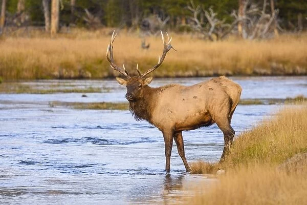 Elk (Cervus canadensis) crossing the Madison River, Yellowstone National Park, UNESCO
