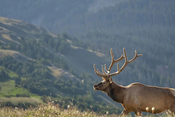 Elk (Cervus canadensis) in Rocky Mountain National Park, Colorado, United States of America, North America