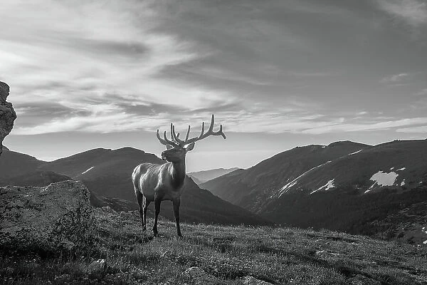 Elk (Cervus canadensis) in Rocky Mountain National Park, Colorado, United States of America, North America