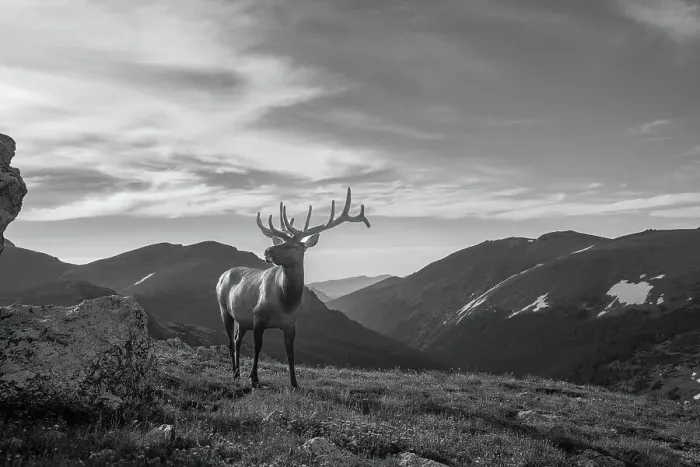 Framed Print : Elk (Cervus canadensis) in Rocky Mountain National Park, Colorado, United States of America, North America Framed Print : Elk (Cervus canadensis) in Rocky Mountain National Park, Colorado, United States of America, North America