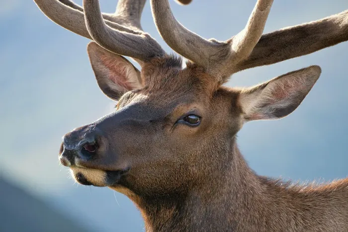 Framed Print : Elk (Cervus canadensis) in Rocky Mountain National Park, Colorado, United States of America, North America Framed Print : Elk (Cervus canadensis) in Rocky Mountain National Park, Colorado, United States of America, North America