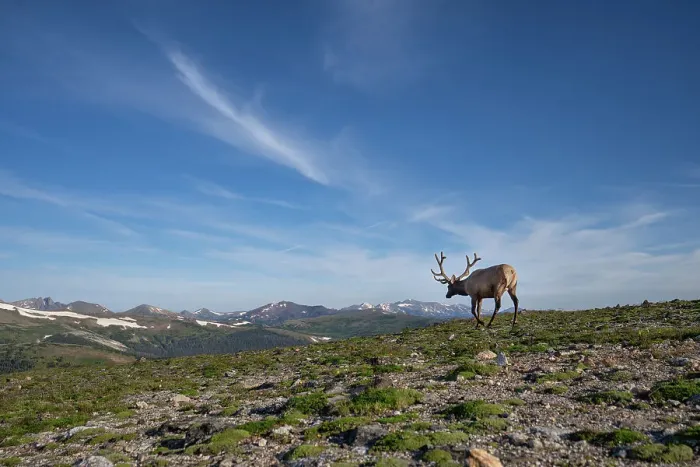 Framed Print : Elk (Cervus canadensis) in Rocky Mountain National Park, Colorado, United States of America, North America Framed Print : Elk (Cervus canadensis) in Rocky Mountain National Park, Colorado, United States of America, North America